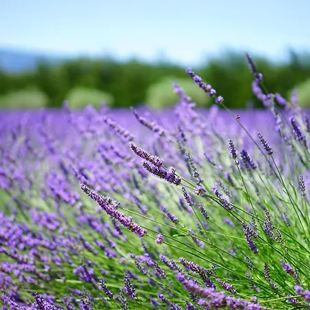 Romarin Mirabel-aux-Baronnies